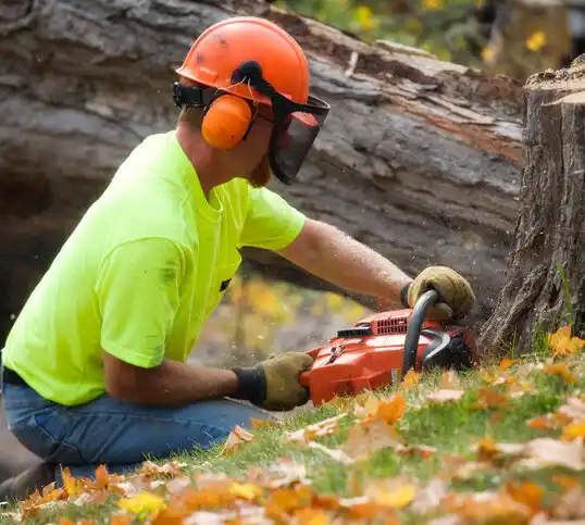 tree services Dillonvale